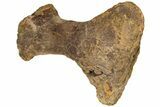 Hadrosaur (Edmontosaurus) Metatarsal (II) - Wyoming #233809-3